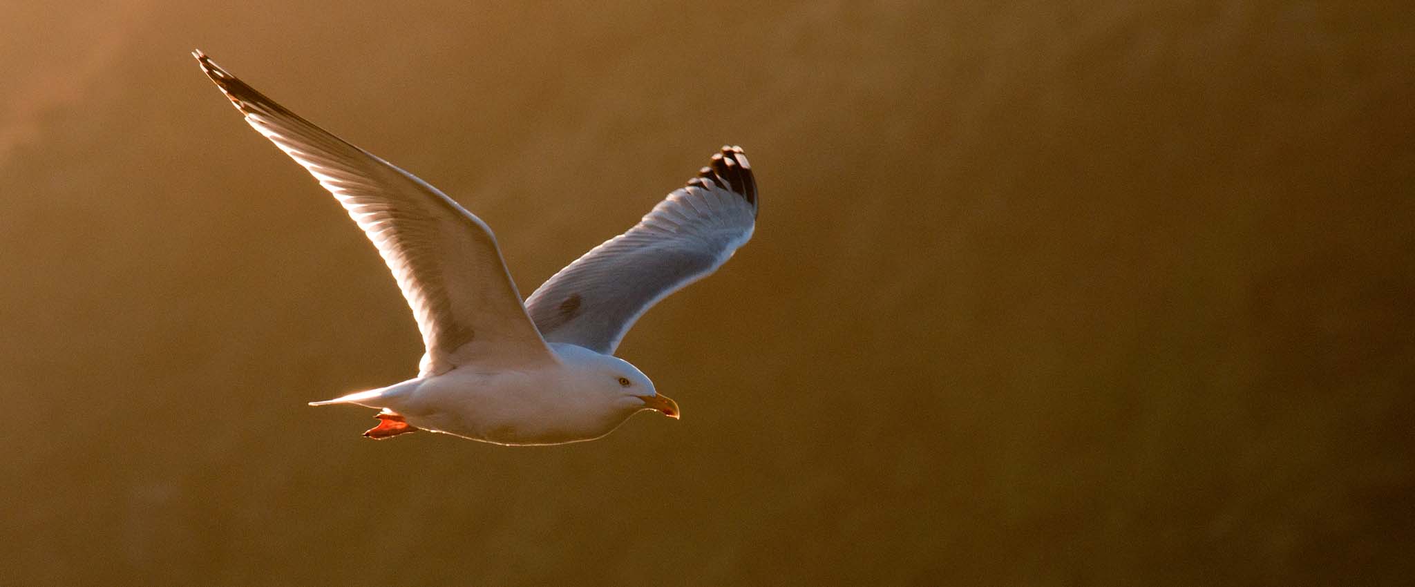 Seagull in flight