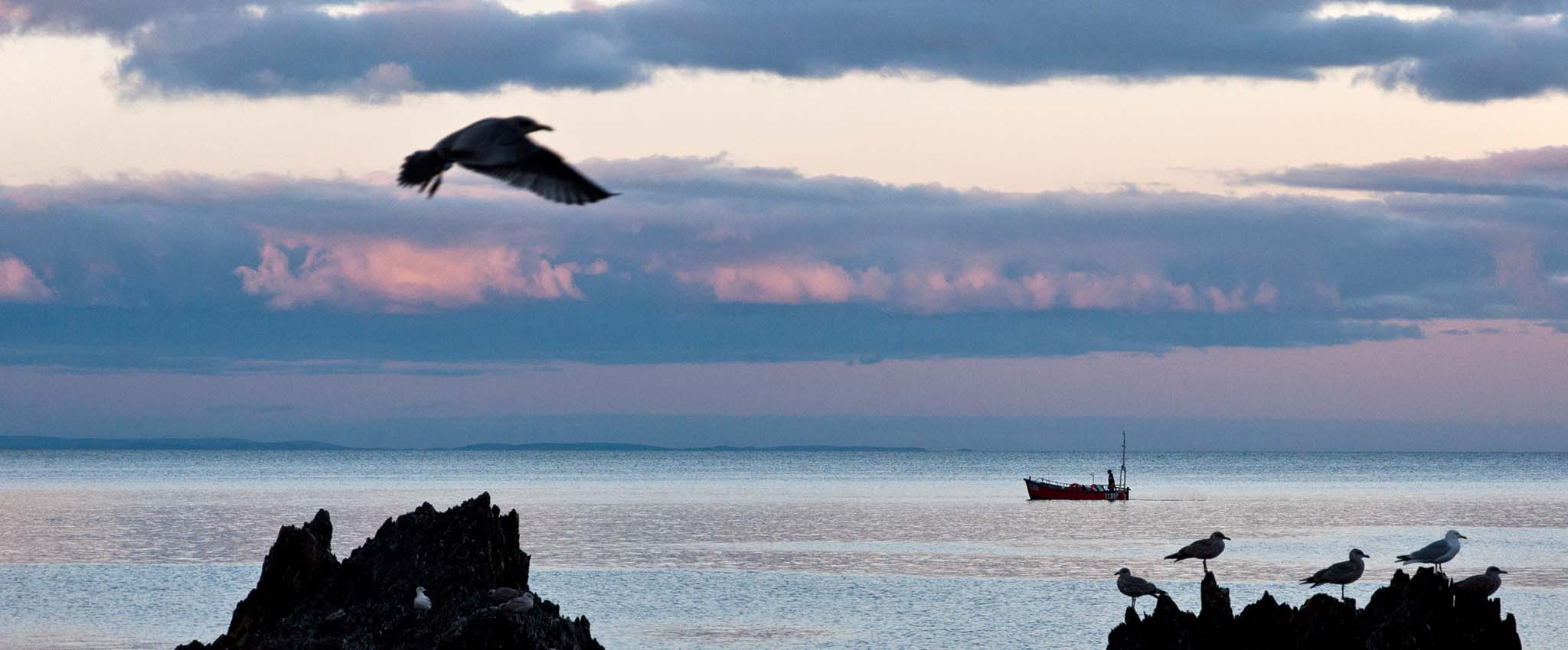 Mevagissey Gulls