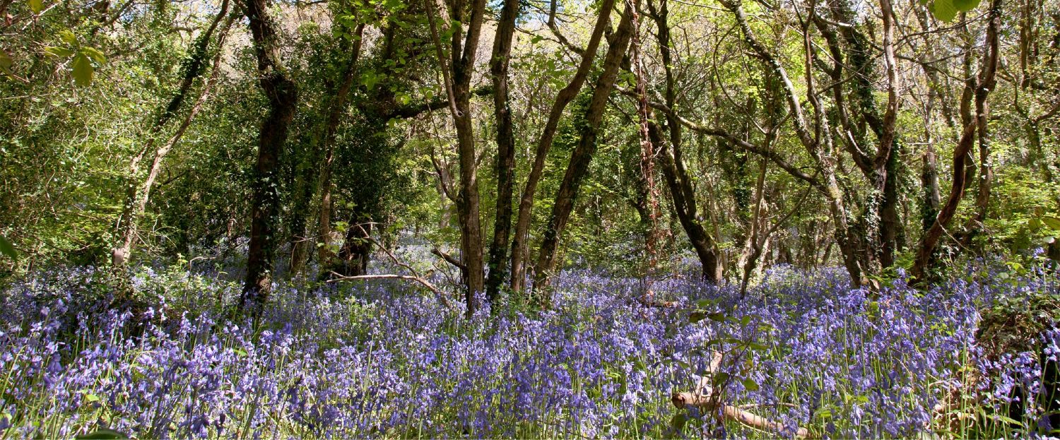 Bluebells at Galowras